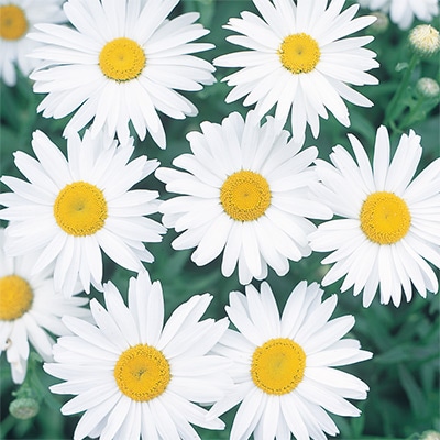 シャスターデージー アラスカ