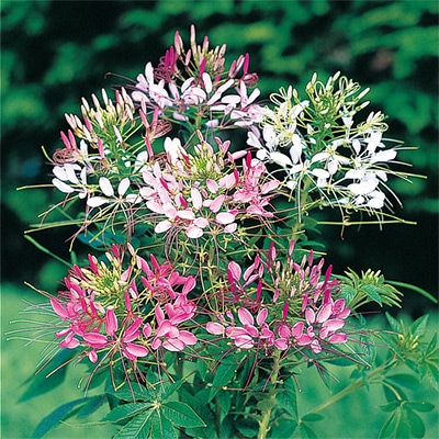 クレオメ カラーフォンテン ミックス