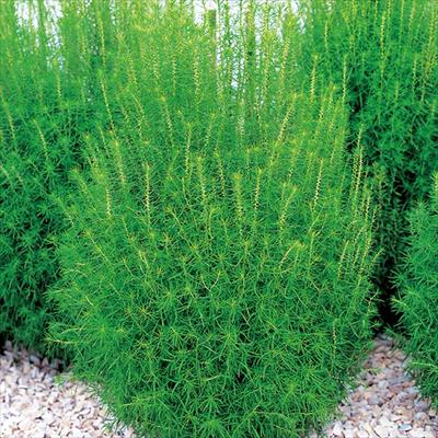 コキア グリーン