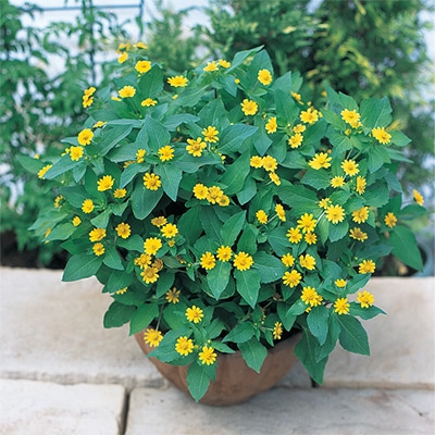 メランポジウム