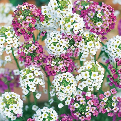 アリッサム 混合