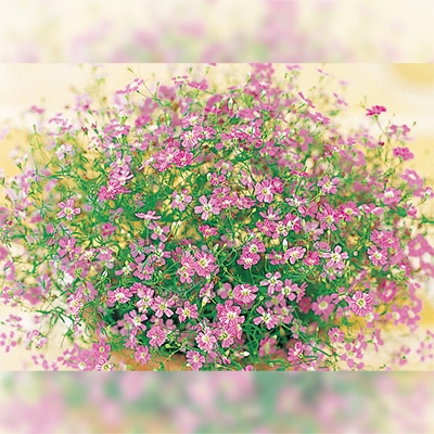 ジプソフィラ（かすみ草） ジプシー ディープローズ