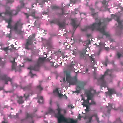 ジプソフィラ（かすみ草） エレガンス ローズ