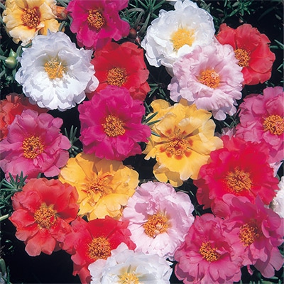 ボタン 松葉牡丹 八重咲き 混合