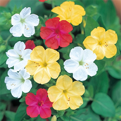 おしろい花 混合