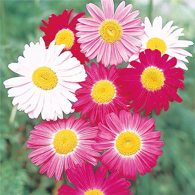 赤花除虫菊  ロビンソン ミックス