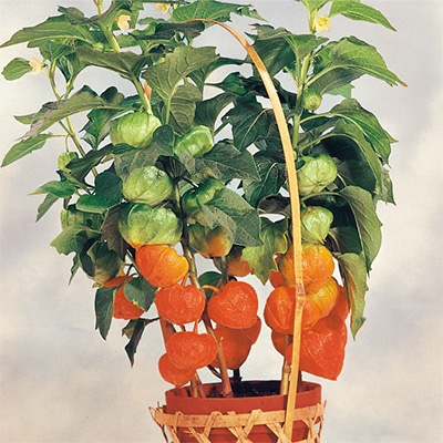 ほおずき 切り花用 大実