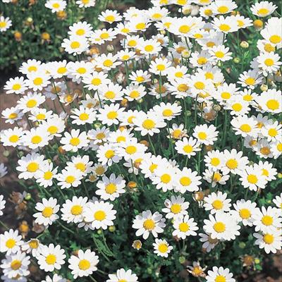 クリサンセマム ノースポール