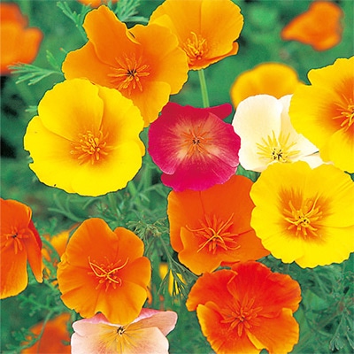 花菱草 一重咲き 混合