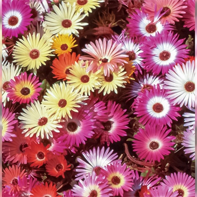リビングストンデージー 美色混合