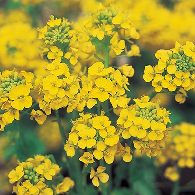 菜の花 寒咲系 混合