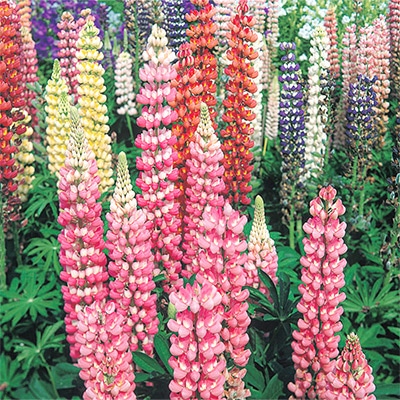 ルピナス ラッセル ミックス