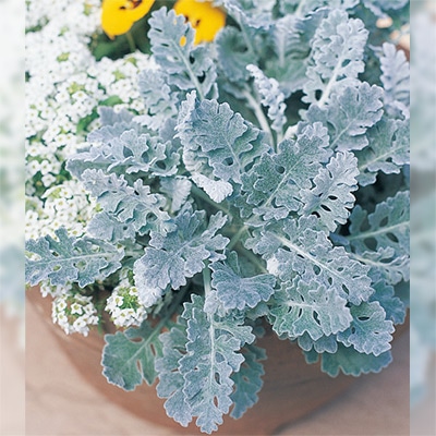 白妙菊 ダイヤモンド