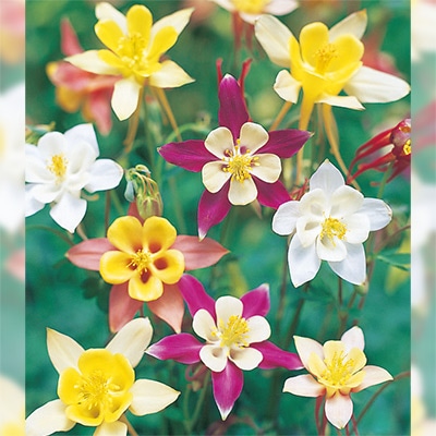 西洋オダマキ マッカナジャイアント