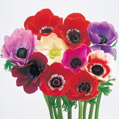 アネモネ モナリザ 特選混合