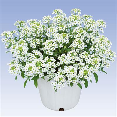 スイートアリッサム スノー クリスタル