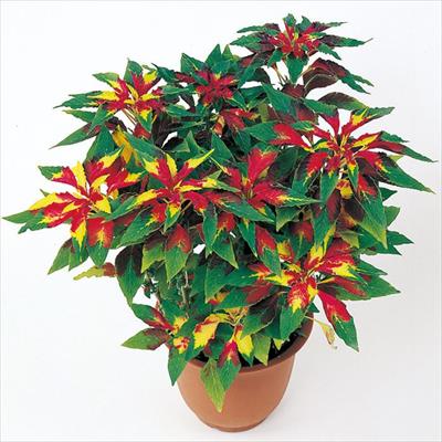 アマランサス（葉ゲイトウ） トリカラーパーフェクタ