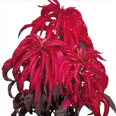 アマランサス（葉ゲイトウ） アーリースプレンダー