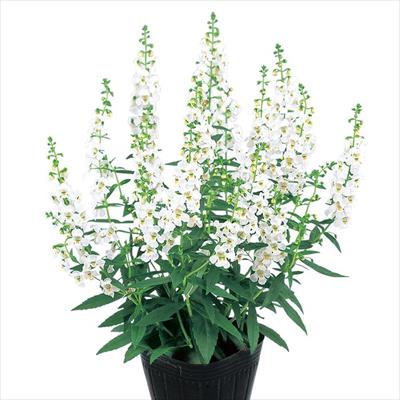 アンゲロニア セレナ ホワイト