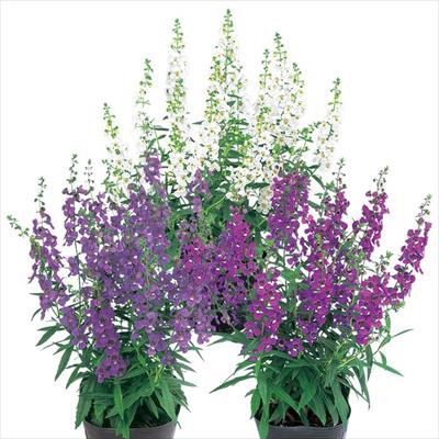 アンゲロニア セレナ ミックス