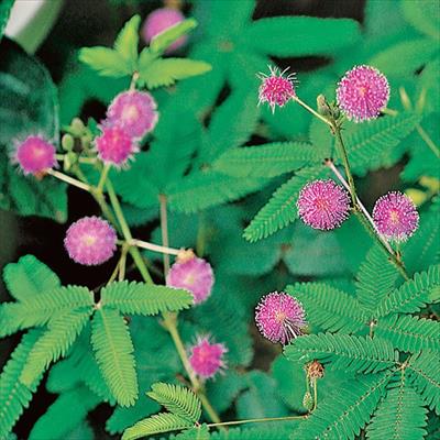 オジギソウ ミモザ早生種