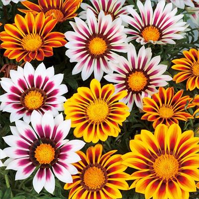 ガザニア ニューデイ タイガーミックス