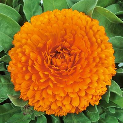 カレンジュラ（金せん花） シトラス クリアオレンジ