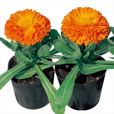 カレンジュラ（金せん花） オレンジ プライド