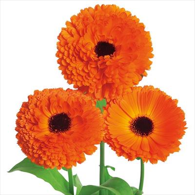 カレンジュラ（金せん花） さなだ芯黒