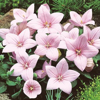 キキョウ アストラ  ピンク