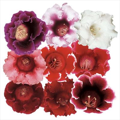 グロキシニア アバンティー ミックス