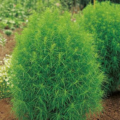 コキア ほうきぐさ グリーン