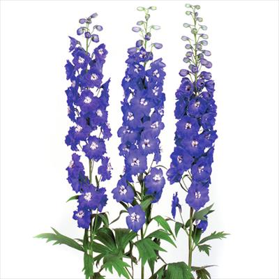 デルフィニウム キャンドル ブルー