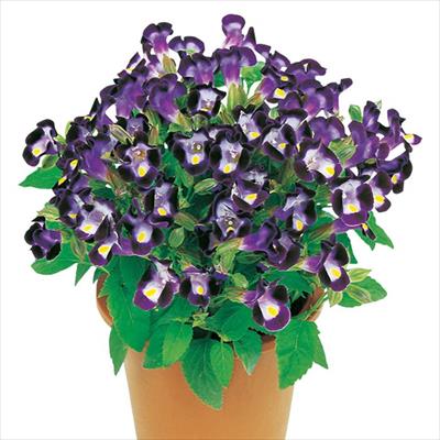 トレニア サイクロン バイオレット