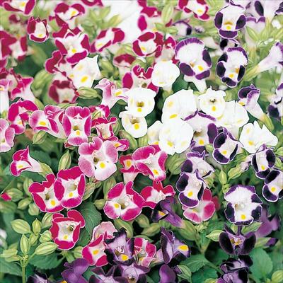 トレニア サイクロン 混合