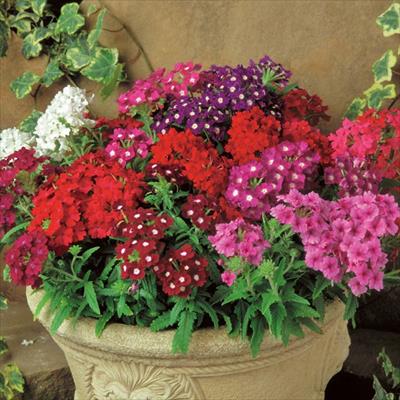 バーベナ クオーツXP ミックス