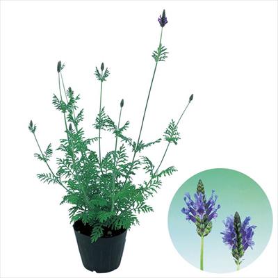 ラベンダー スパニッシュアイ