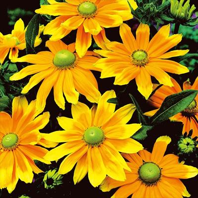 ルドベキア プレーリーサン