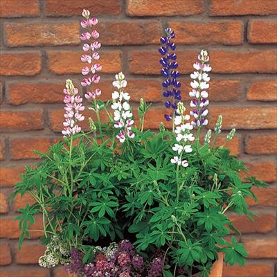 ルピナス ピクシーデライト ミックス