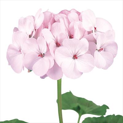 ゼラニウム トレジャー アップルブロッサム