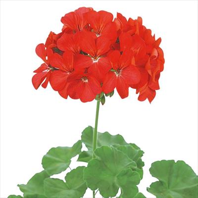 ゼラニウム トレジャー ディープレッド