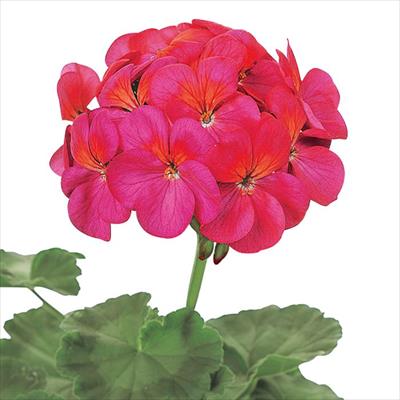 ゼラニウム トレジャー バイオレット