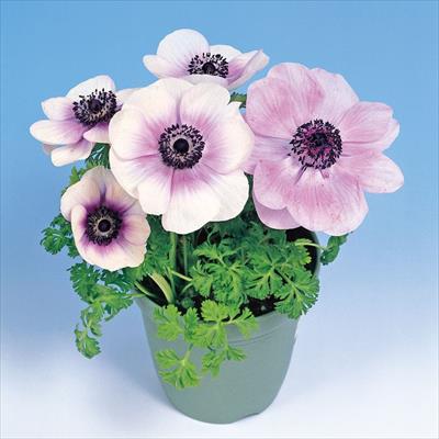 アネモネ ポルト パール