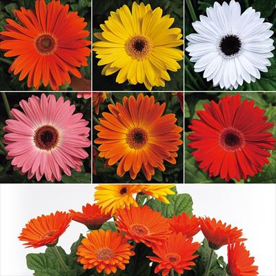 ガーベラ マジョレッテ　ミックス