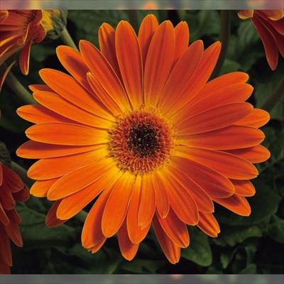 ガーベラ マジョレッテ サンセットオレンジ