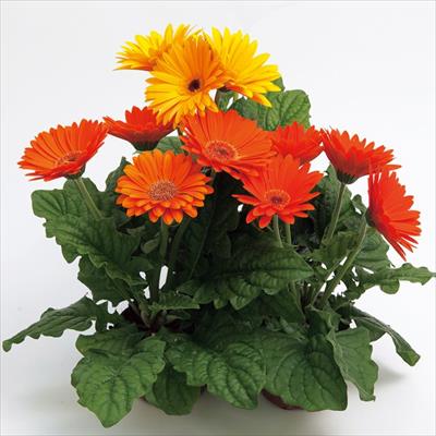 ガーベラ マジョレッテ ブリージングアイ