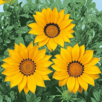 ガザニア ニューデイ イエロー