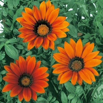 ガザニア ニューデイ ブロンズシェード