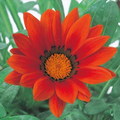 ガザニア ニューデイ レッドシェード