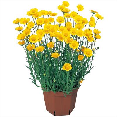 クリサンセマム アップライト イエロー